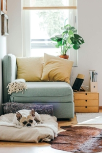 Photo of dog inside home on a pet bed. Pet friendly neighborhoods in Pennsylvania such as Wissinoming are where selling a house for Cash in Philly is common.